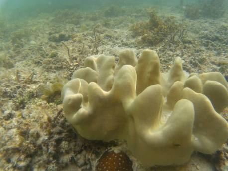 11036665_10200466600344546_2392546510068110468_o