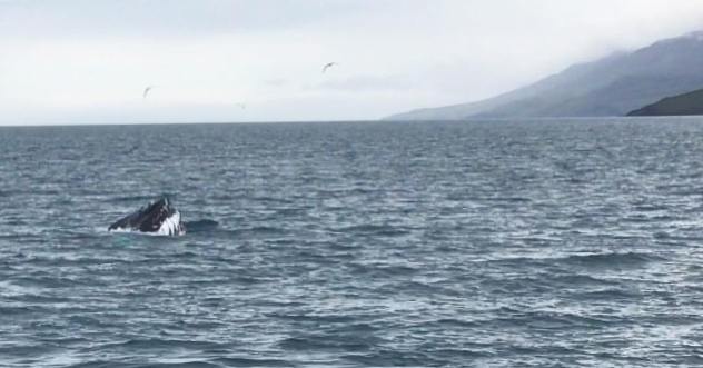 19237794_10158814449185627_6066841259627204854_o